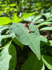 ant on leaf