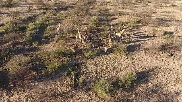 Aerial view of a small herd of giraffes (Giraffa camelopardalis) in natural habitat, South Africa