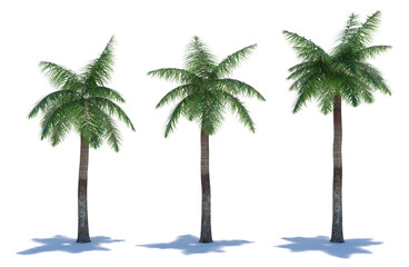 Obraz premium three tropical plants close-up on a white background