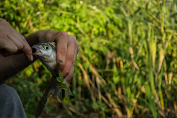 Catch of the day