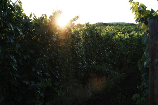 The old wine road, Romania, Prahova county - sonset over vineyard