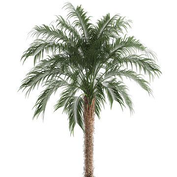 palm tree in a basket isolated on white background