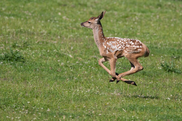 Rothirsch Junges (Cervus elaphus) am rennen, Deutschland, Europa