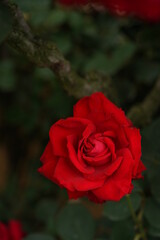 Red Flower of Rose 'Melina' in Full Bloom
