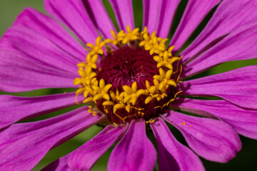 pink zinnia flower on a Sunny summer day with a yellow core, macro