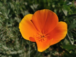 Close up of lonely orange flower.