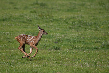 Rothirsch Junges (Cervus elaphus) am rennen, Deutschland, Europa