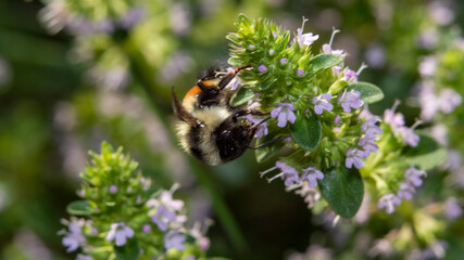 Bumblebee foraging a flower