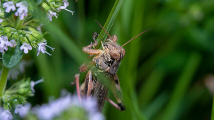 Brown Grasshopper on herbs