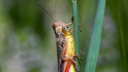 Brown Grasshopper on herbs