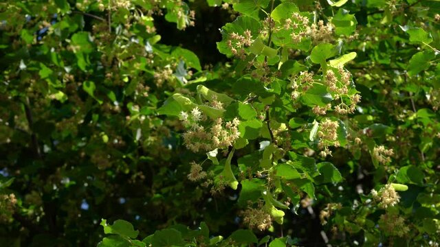 Small-Leaved Lime flowers on slight breeze (Tilia cordata) - (4K)