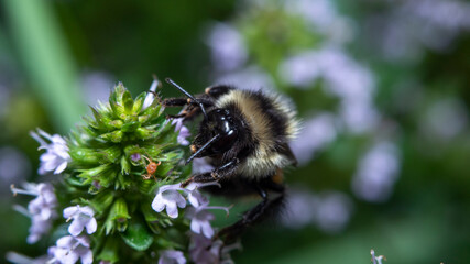 Bumblebee foraging a flower