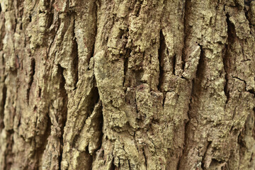 
Tree with bark Beautiful, natural patterns