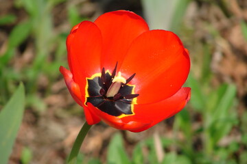 single red tulip