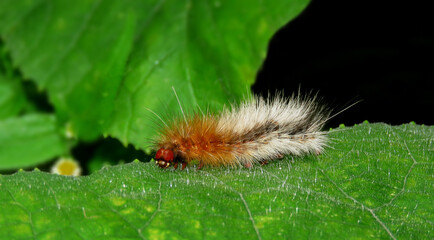 Garden tiger caterpillar on a leaf,Hairy caterpillar.