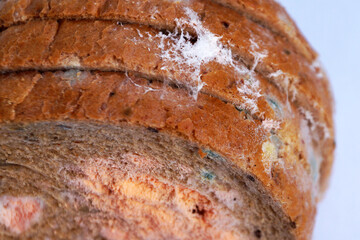 blue and pink mold on bread close up