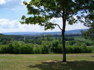 Tree and valley view on a bright summer day