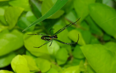 Spider in the Web, details of the green spider.