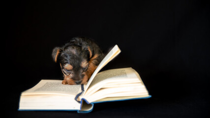 
Cute little Yorkshire puppy, black and tan, reading a book, against black background
