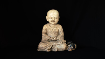 
Cute little Yorkshire terrier puppy, black and tan color, near a child buddha statue, on black background