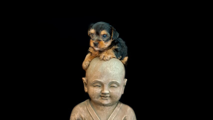 
Cute little Yorkshire terrier puppy, black and tan color, on the head of a child Buddha statue, on a black background