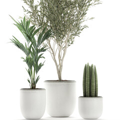 plants in a white pot on white background