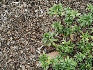 green plant growing in the soil