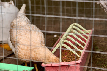 Young chicken eat behind a fence cage in a corral on the farm of a country house