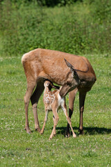Rothirsch (Cervus elaphus) am säugen, Deutschland, Europa