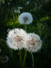 Dandelion in a field against the shade during a sunny day. Blowball in sunlight in garden.