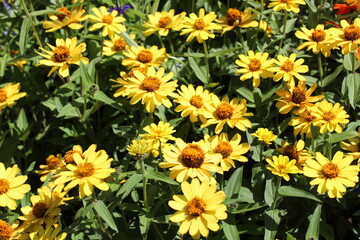 Fototapeta premium Gelbe Blüten