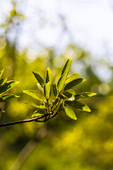 plants in the summer air