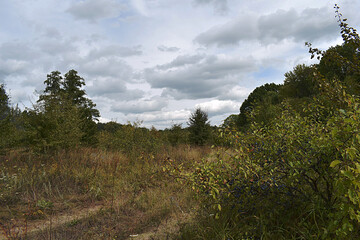 Landscape with a forest road and a sloe bush in the foreground.