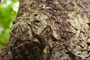 
Tree with bark Beautiful, natural patterns