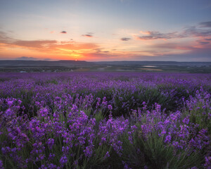 Fototapeta na wymiar Lavender field at sunset. Beautiful evening landscape. In summer, the lavender field blooms.