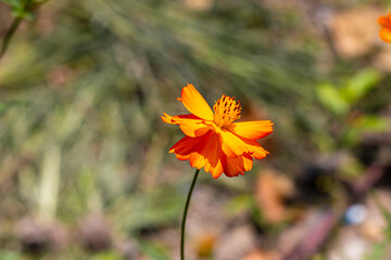 plants in the summer air