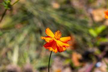 plants in the summer air