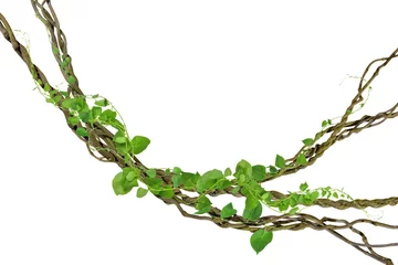 Foto op Canvas circular vine at the roots. Bush grape or three-leaved wild vine cayratia (Cayratia trifolia) liana ivy plant bush, nature frame jungle border, isolated on white background with clipping path included © nature design