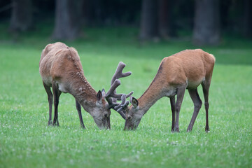 Rothirsch (Cervus elaphus) am äasen, Deutschland, Europa