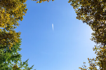 An airplane is flying high in the blue sky. The picture was taken from bottom to top through the crowns of trees.