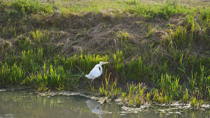 A young heron walks along a swampy shore and flaps its spread wings. Ardea.