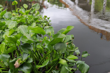 Water hyacinth plant floating on a river