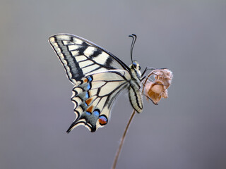 Wonderful butterfly Papilio machaon spread its wings on a summer day. 