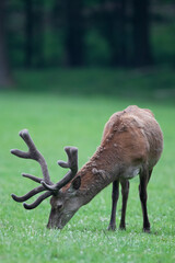Rothirsch (Cervus elaphus) am &auml;sen, Deutschland, Europa