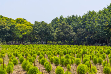 plants in the summer air