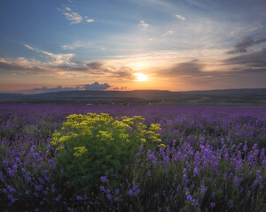 Lavender field at sunset. Beautiful evening landscape. In summer, the lavender field blooms. Yellow Tanacetum flowers in a field of lavender.