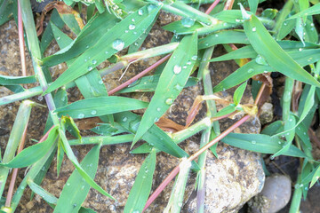 blades of grass with raindrops