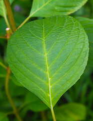 plants in the summer air