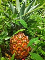 Organic Pineapple fruit in the garden.