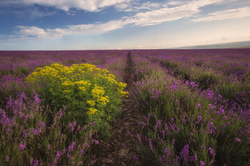 Lavender field at sunset. Beautiful evening landscape. In summer, the lavender field blooms. Yellow Tanacetum flowers in a field of lavender.